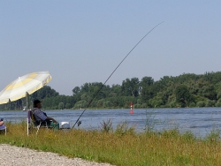 Angeln im Rhein